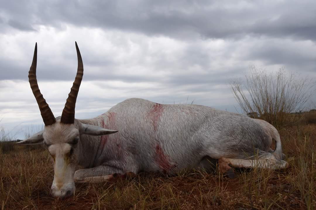 white_blesbok-jpg.193556