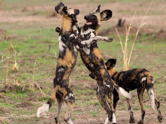 wild dogs.png