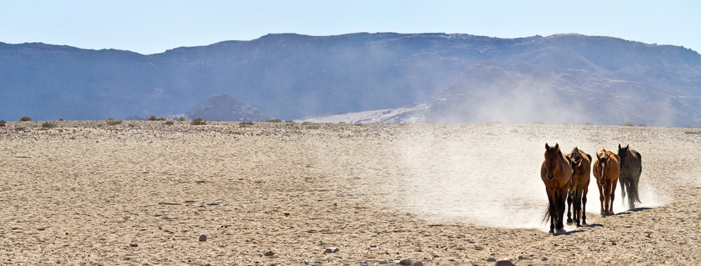 Wild-Horses-of-the-Namib02.jpg