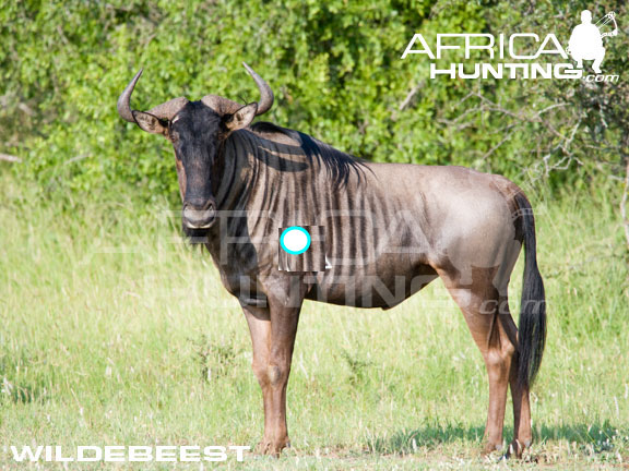 wildebeest .jpg