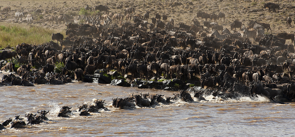 Wildebeest-Migration-6996.jpg