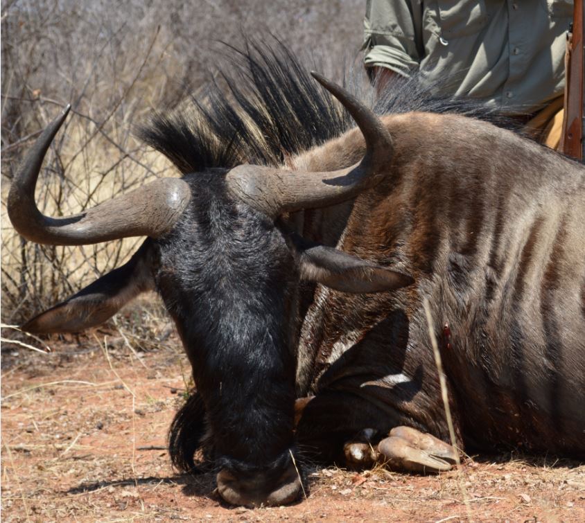 Wildebeest1.JPG