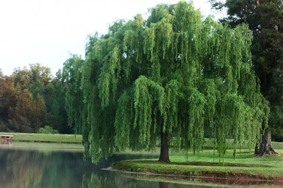 willow-tree.jpg