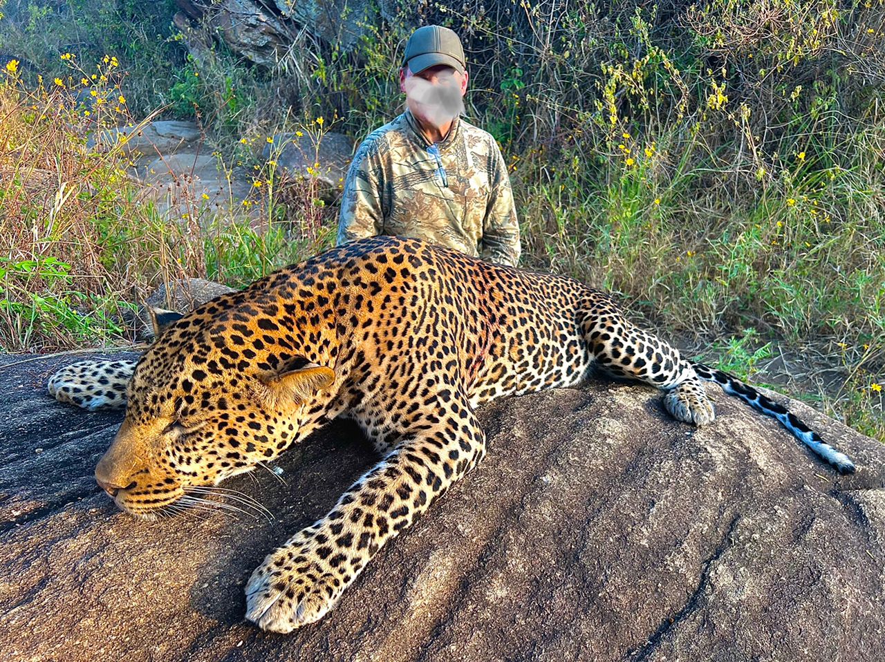 Wollman leopard 8.jpeg