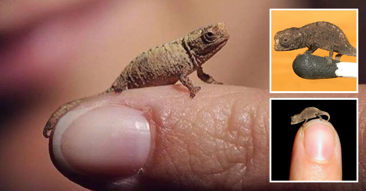 Worlds-Smallest-Reptile-Is-a-Chameleon-About-the-Size-of-a-Fingernail.png
