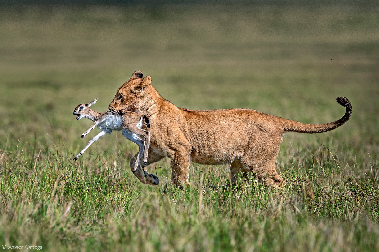 Xavier-Ortega_Young-Hunter_Masai-Mara-Kenya.jpg