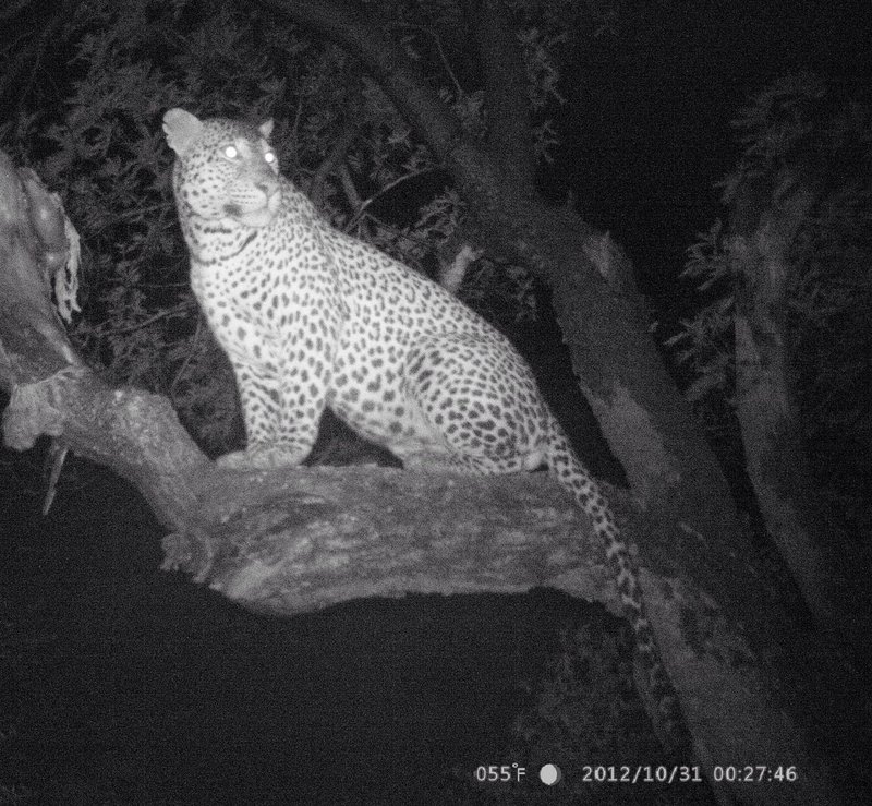 Xosha Leopard trail camera.JPG