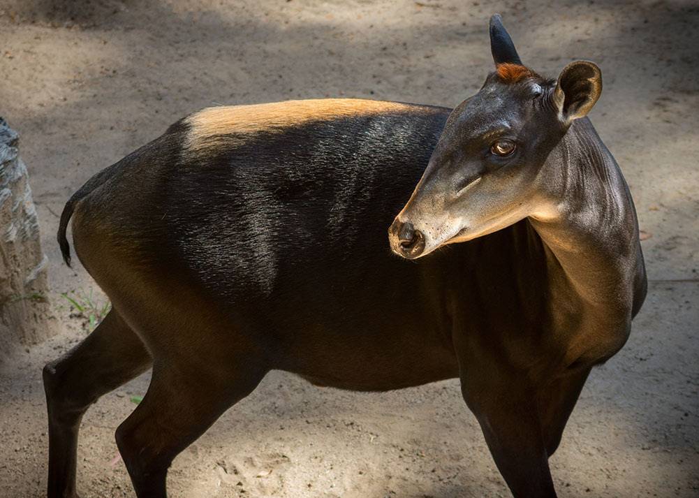 Yellow-Back-Duiker-JEP_9734-1.jpeg