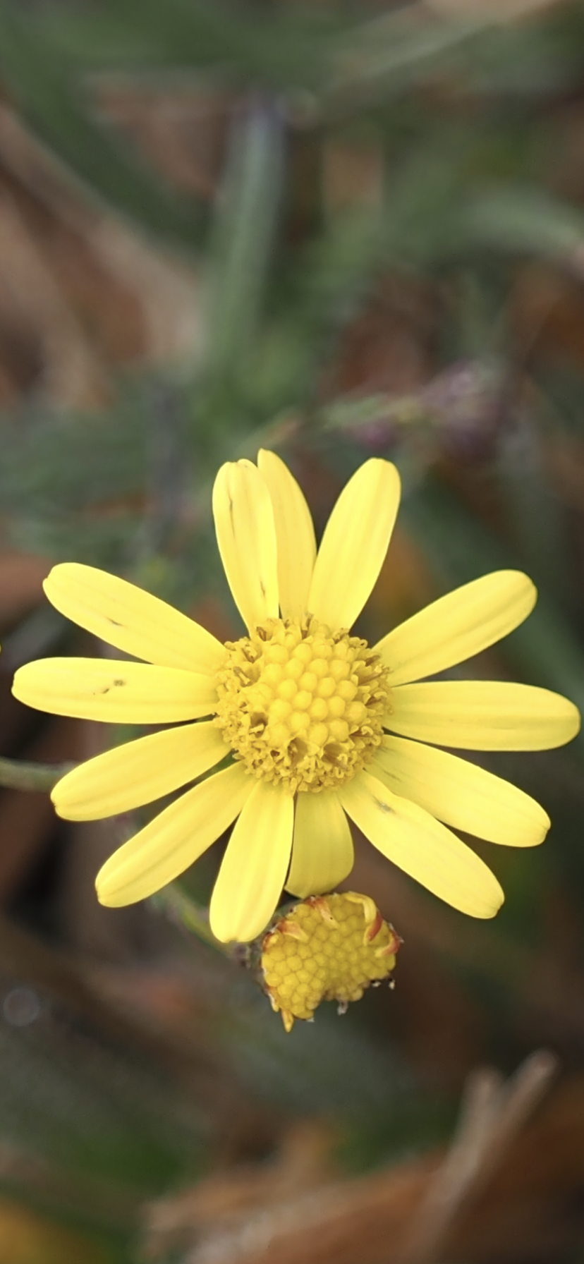 yellow flowers close-up.PNG