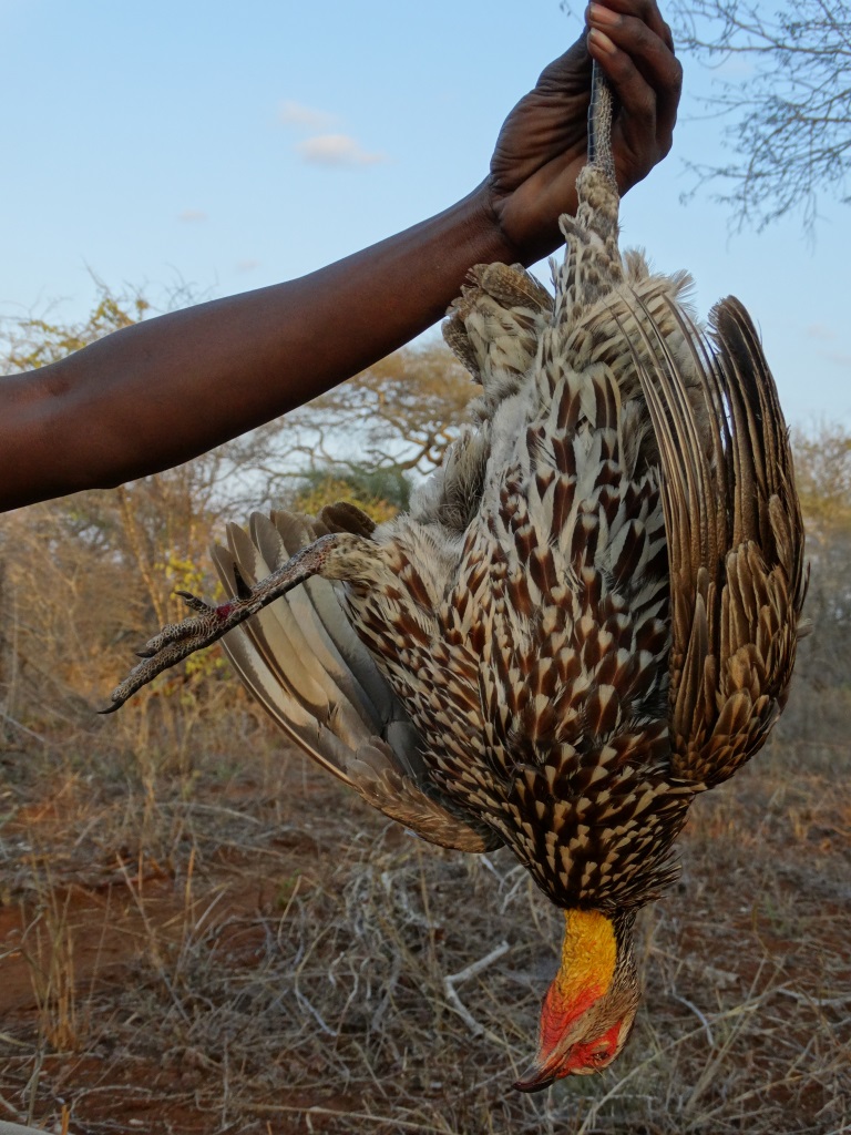 yellow necked spurfowl.JPG