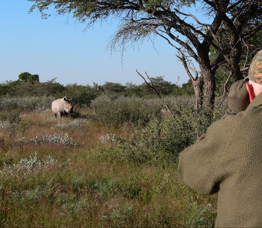 Young bull rhino Kalahari.jpg