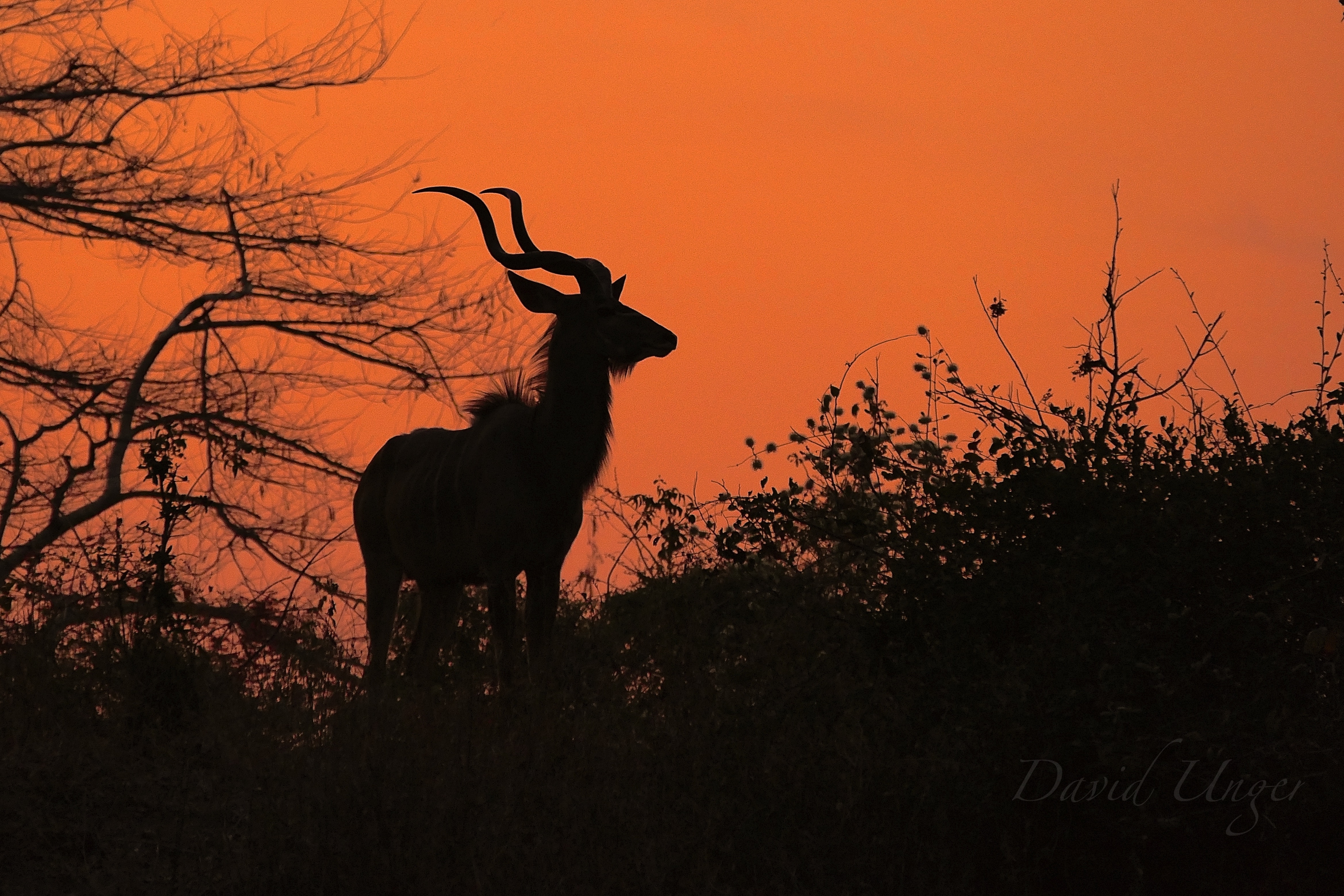 young kudu bull-1.jpg