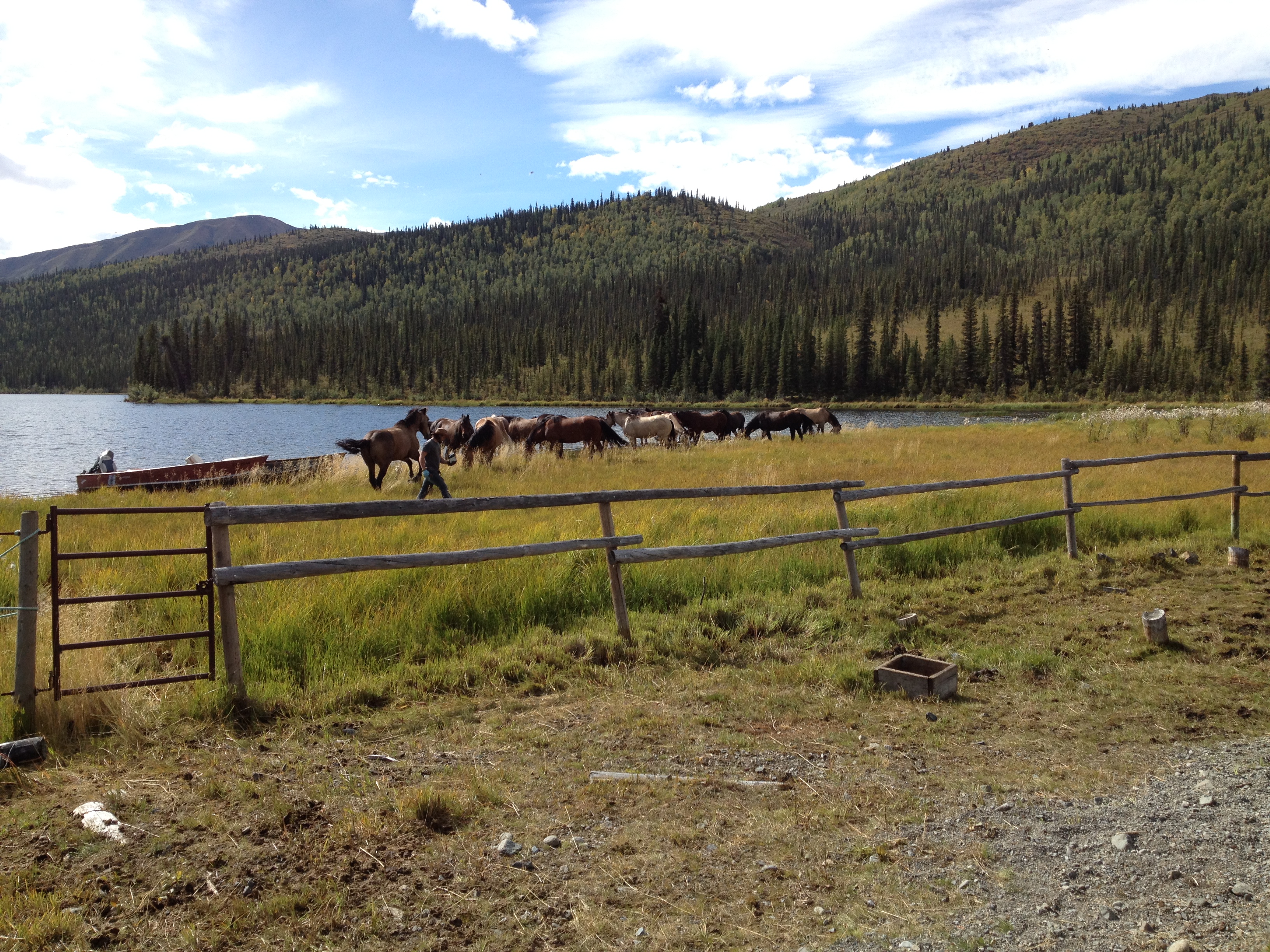 Yukon Sheep Hunt 2016 247.JPG