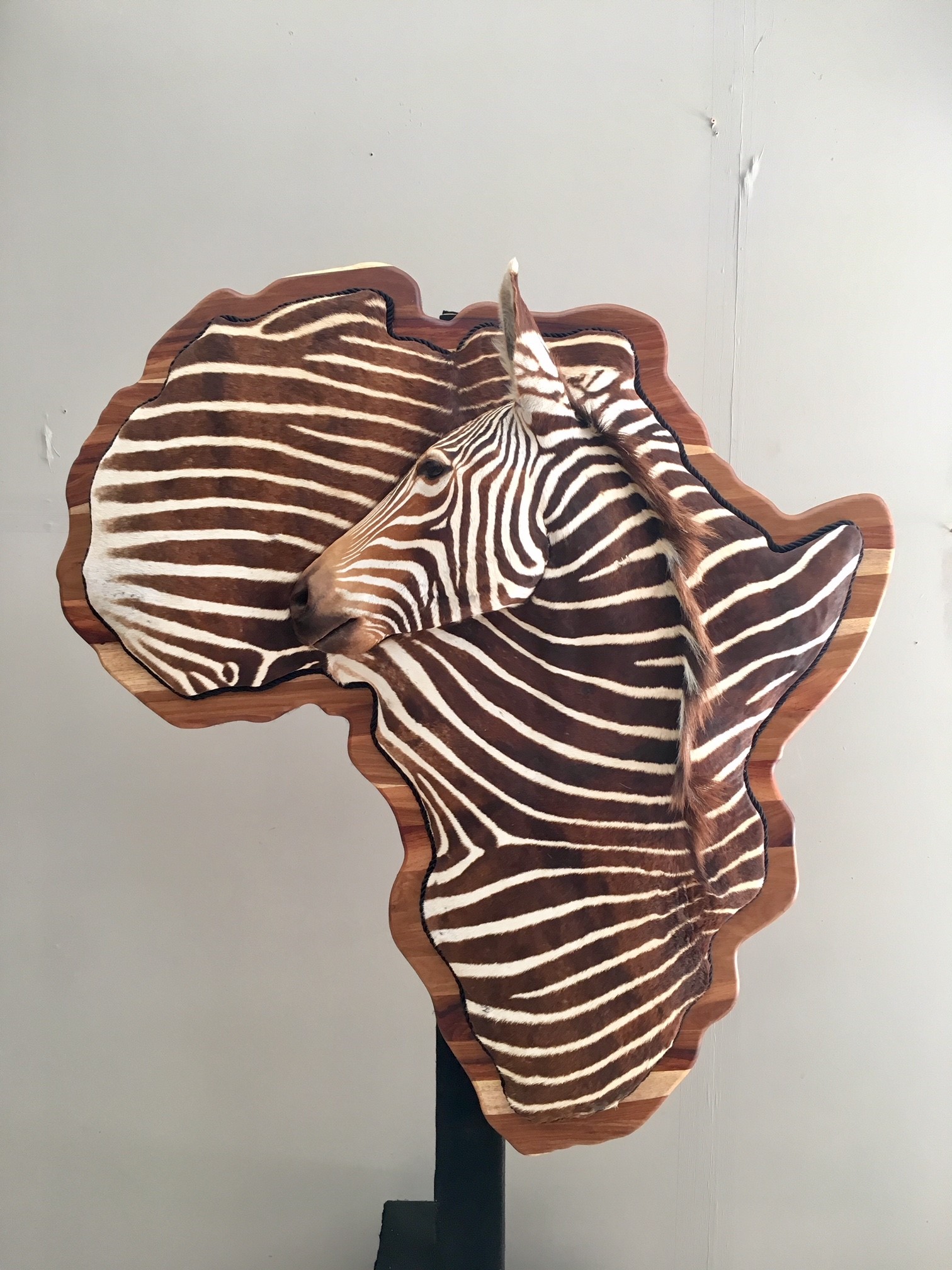 Zebra 12.jpg