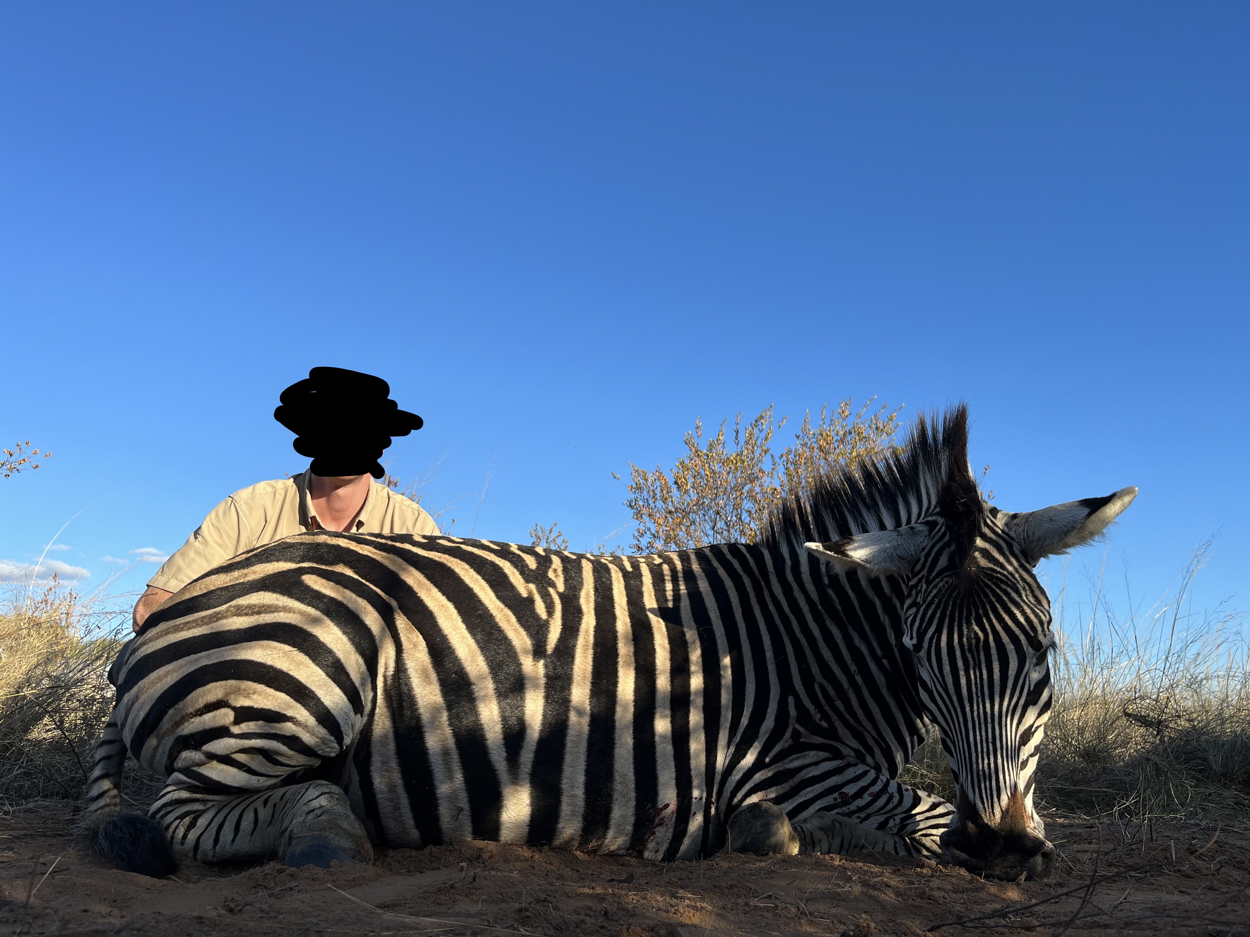 Zebra at Sunset.jpg