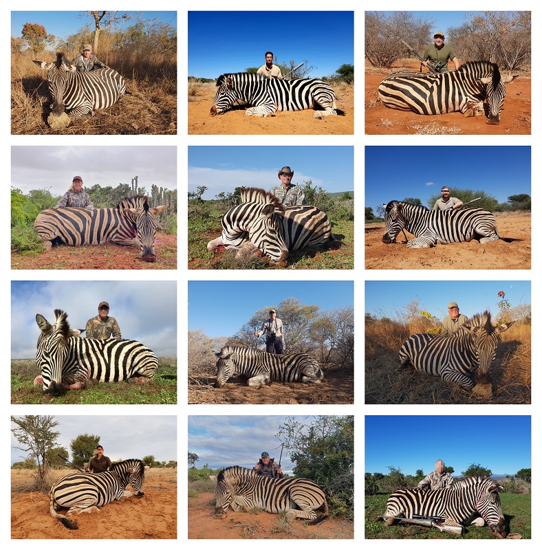 Zebra collage.jpg