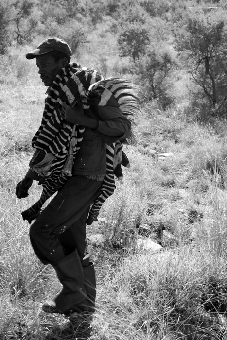 Zebra-Hunt01.jpg