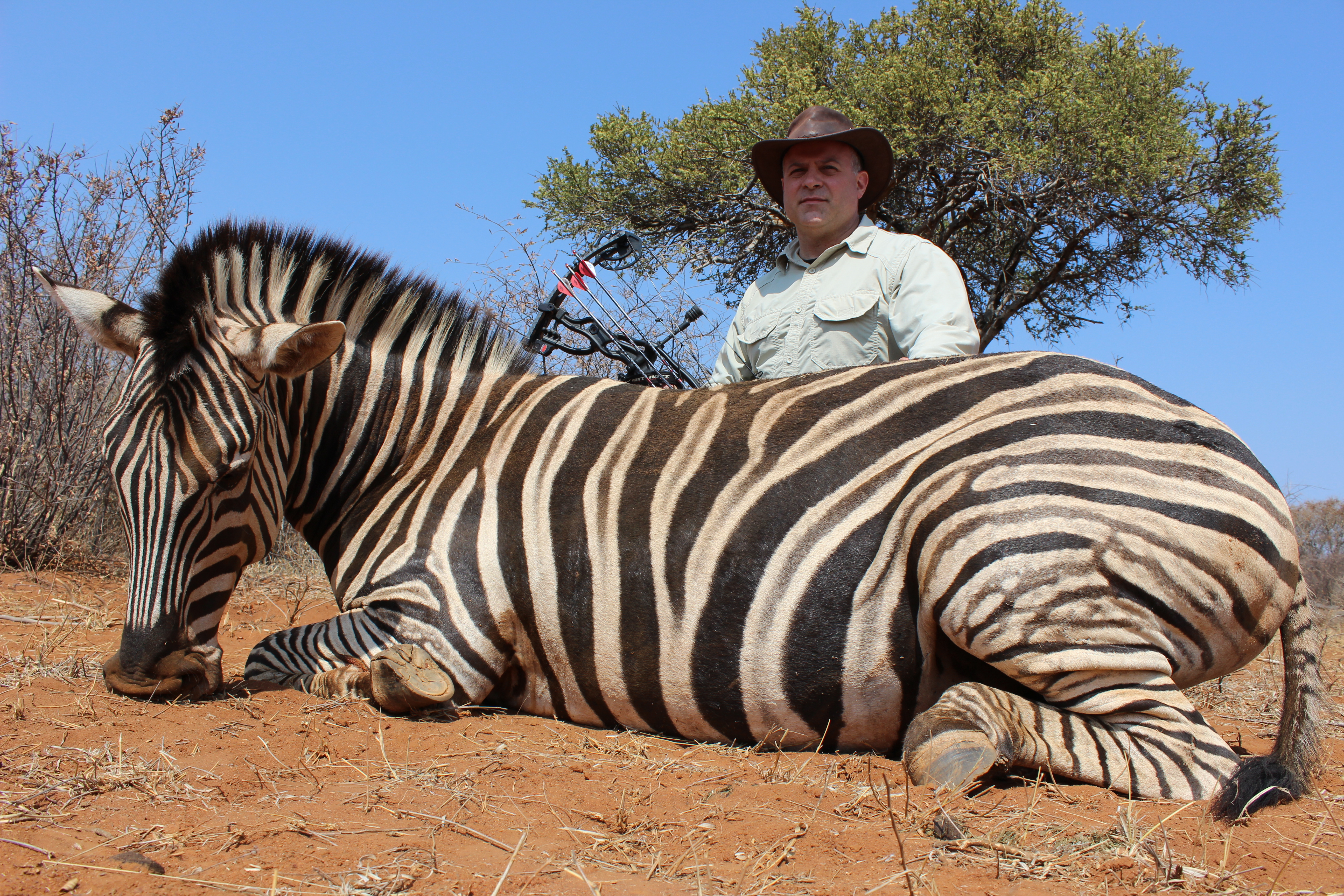 zebra.JPG