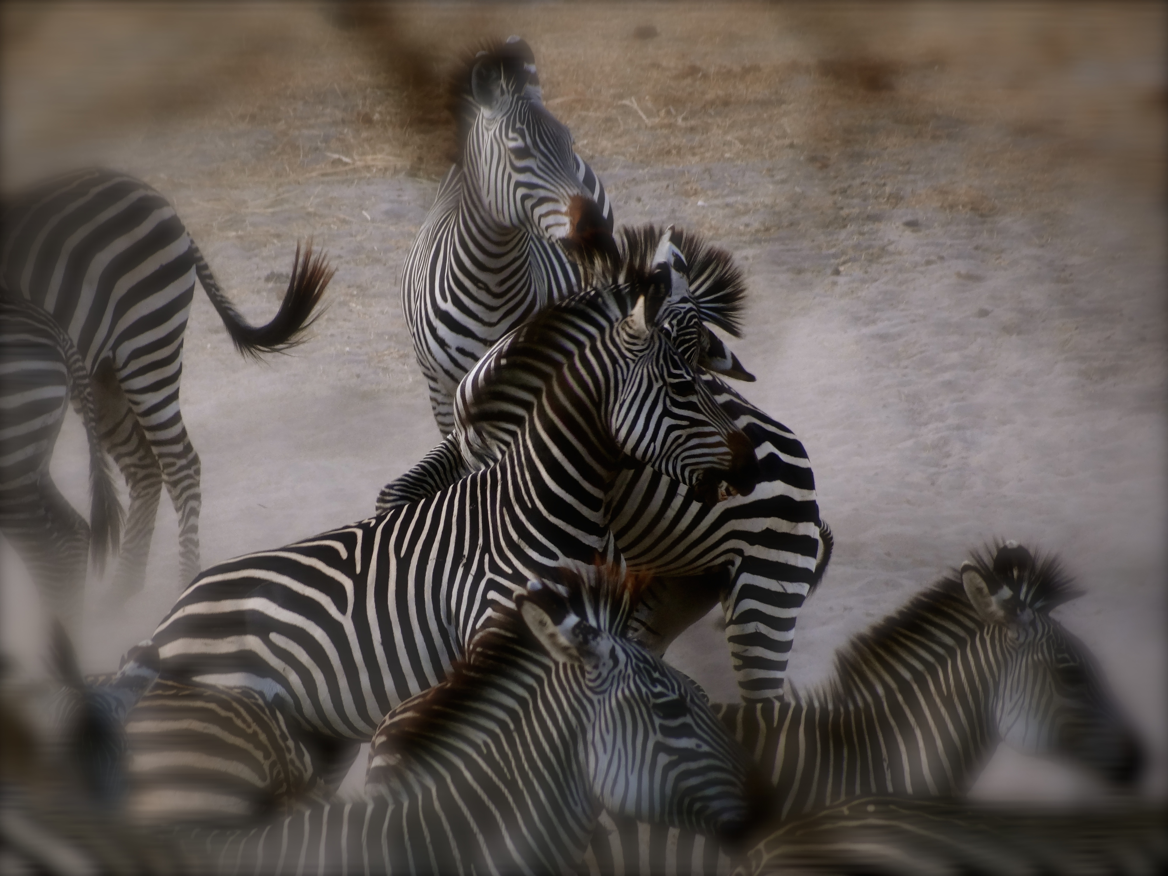 zebra.JPG