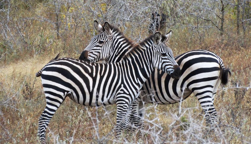 zebra.JPG