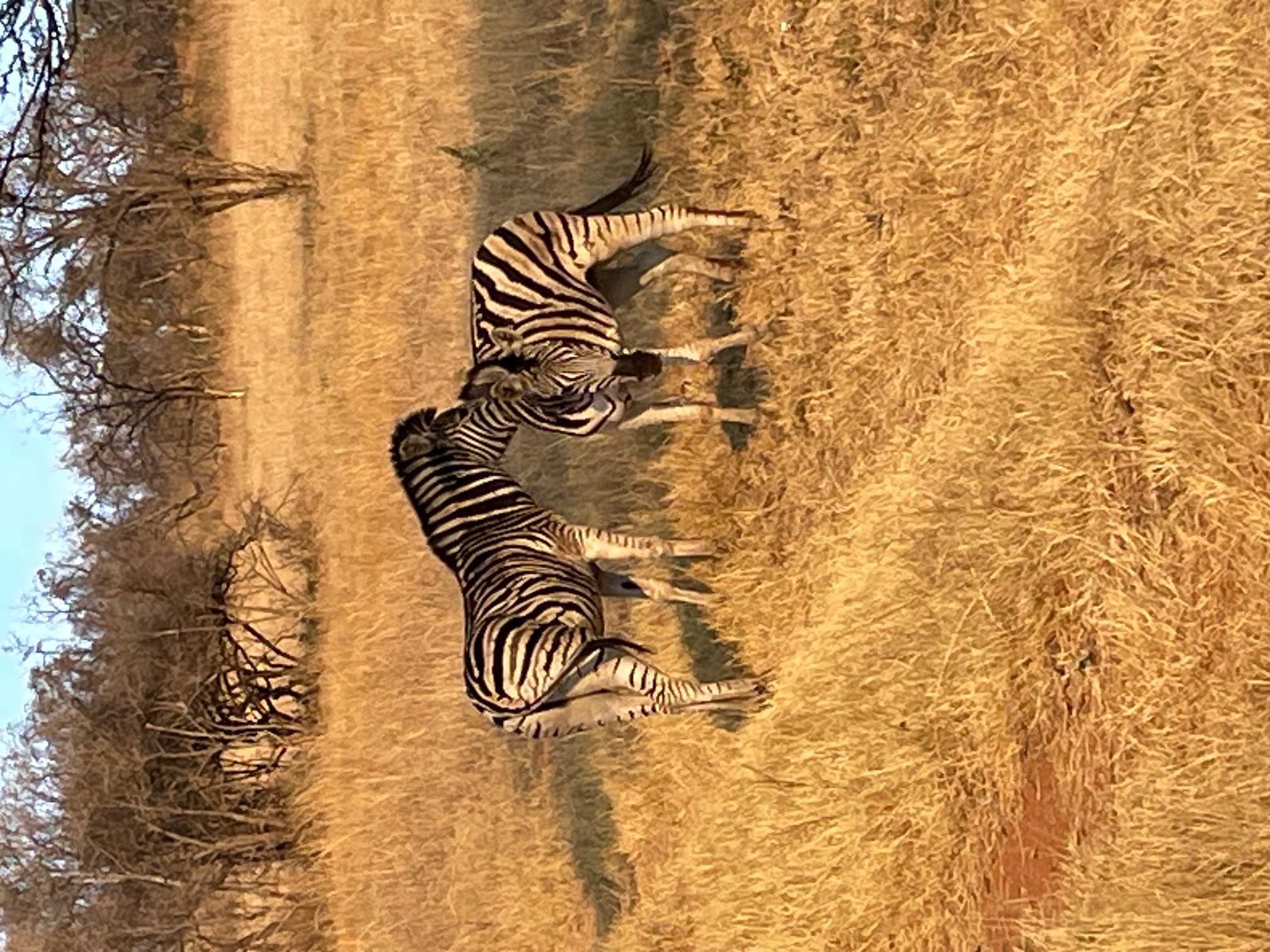 Zebra.jpg