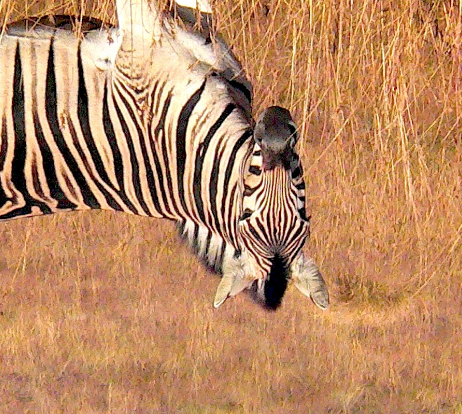 Zebra look 2.png
