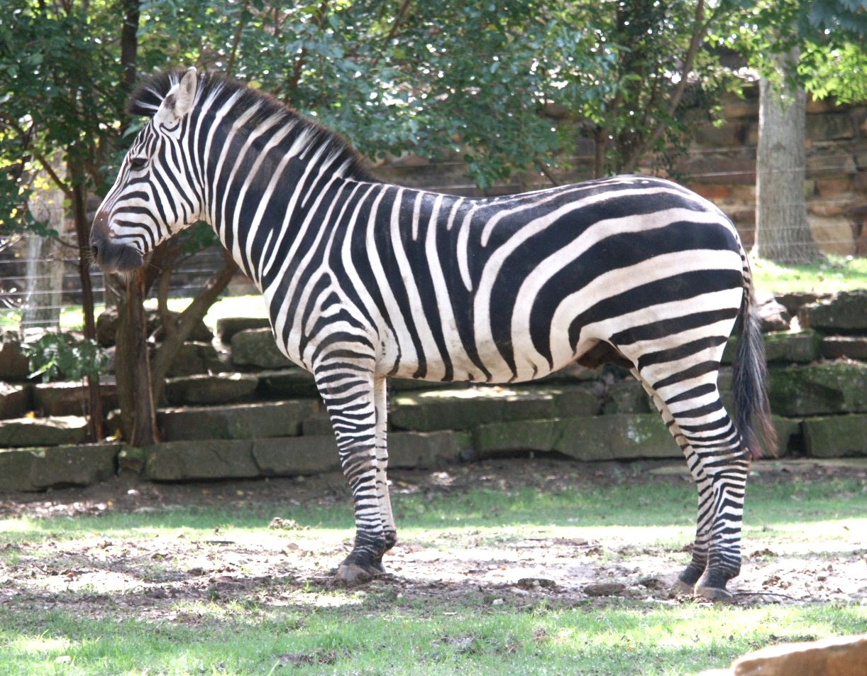 Zebra rug idea.jpg