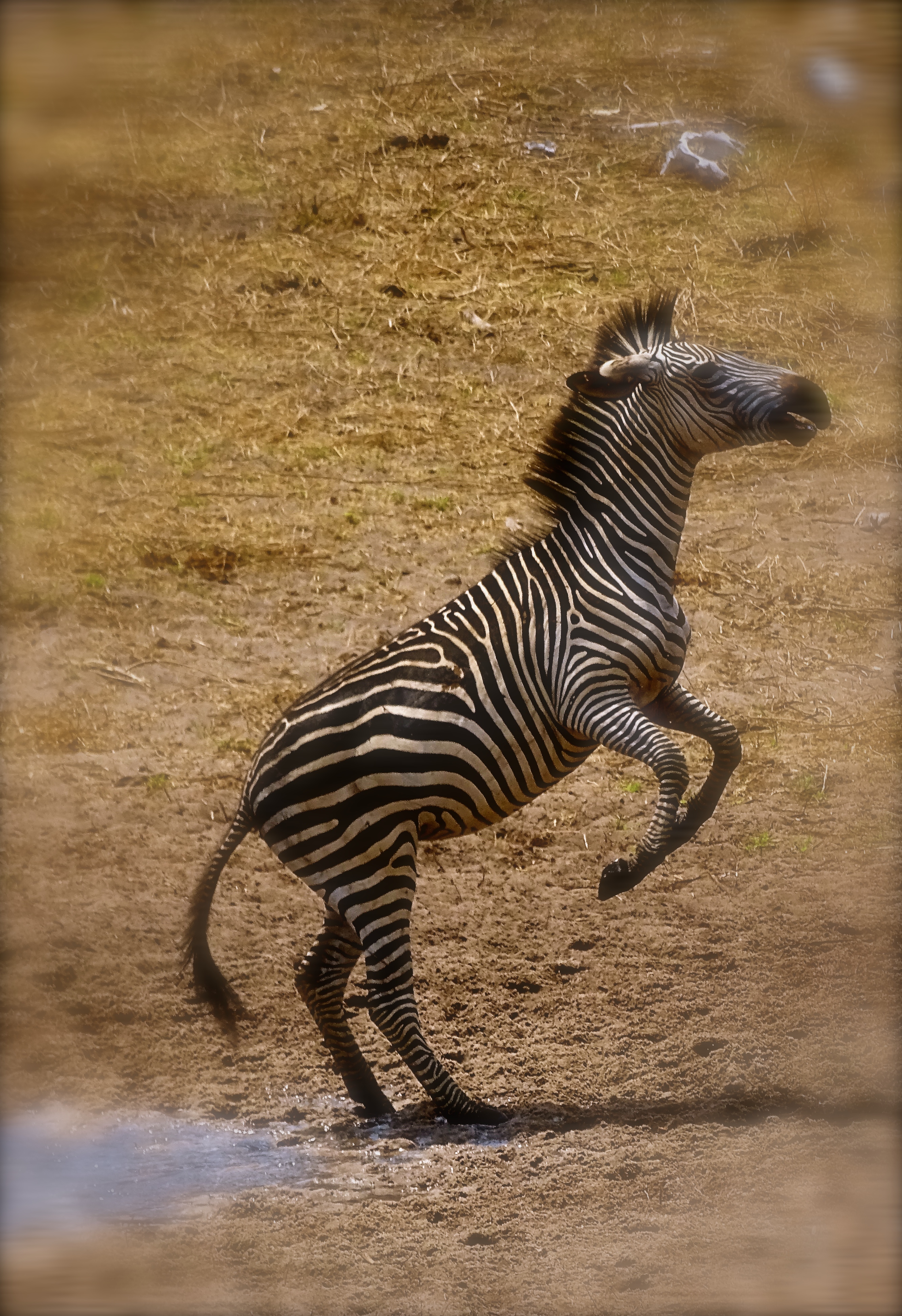 zebra2.JPG