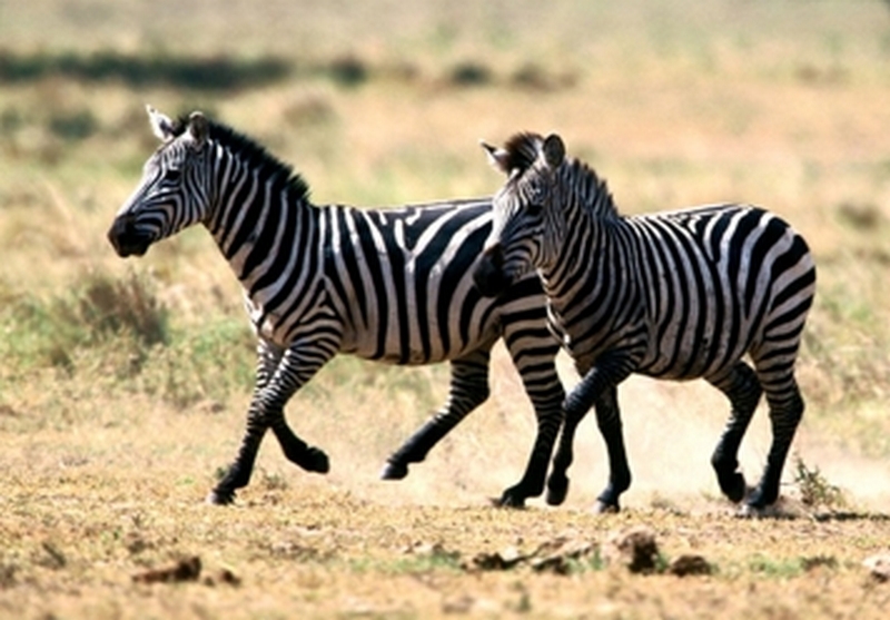 zebra_1.jpg