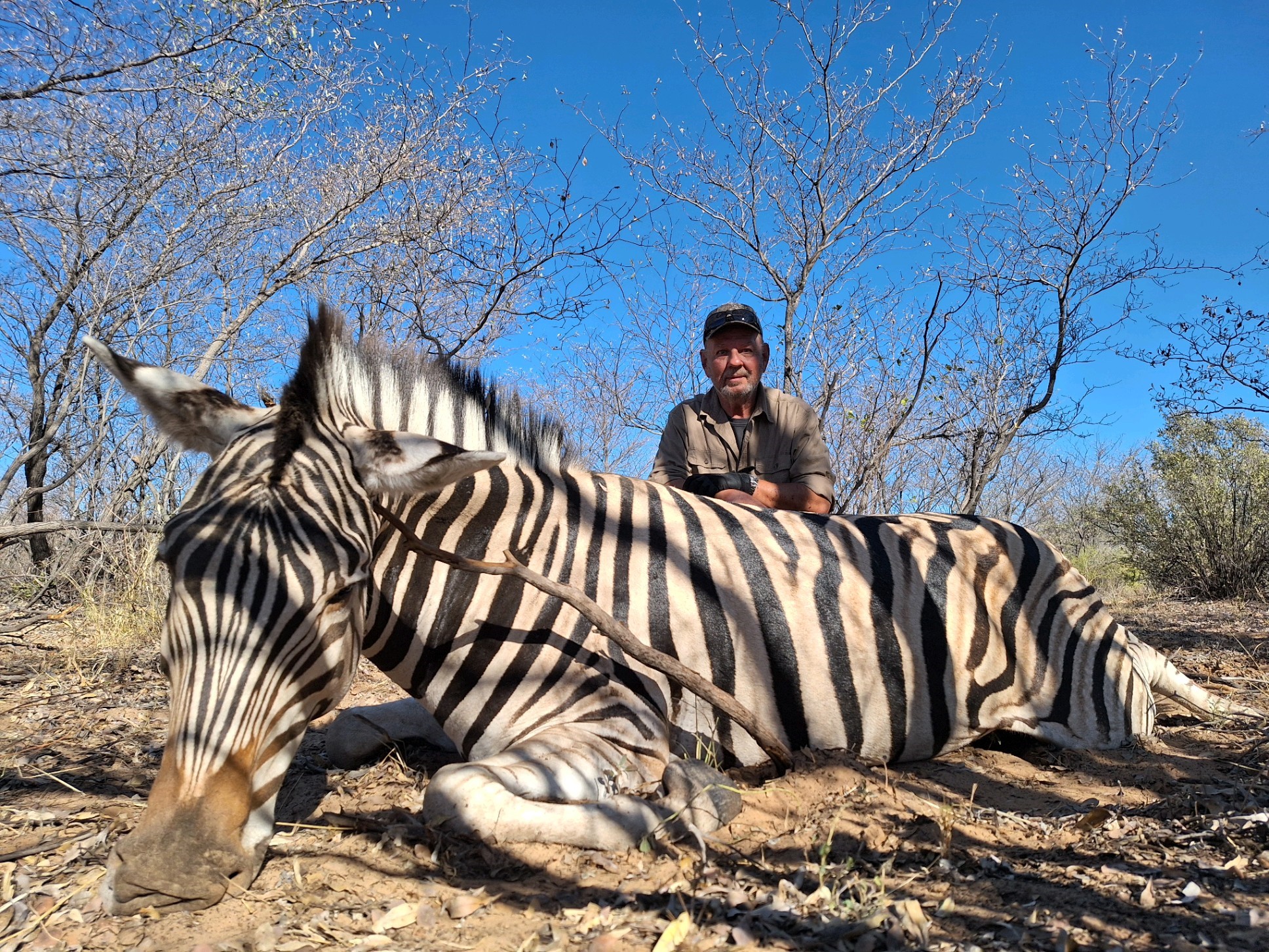 ZebraWithBinos3.jpg