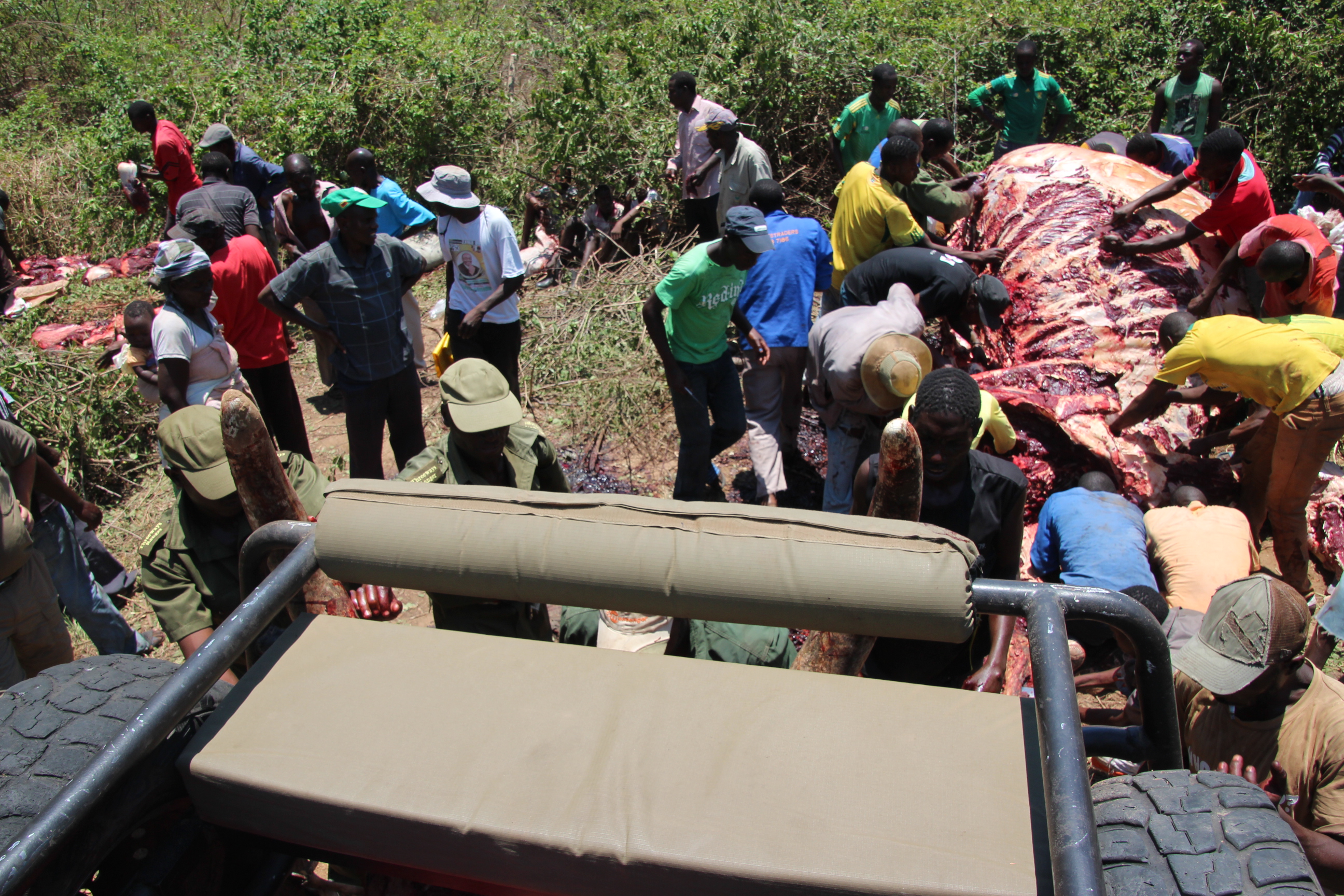 Zimbabwe butchering elephant.JPG