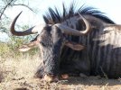 blue-wildebeest-02.jpg