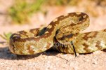 ist2_3968597-blacktail-rattlesnake-coiled-to-strike-2.jpg