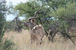 kudu bull mail.jpg