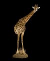 giraffe6.jpg