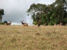 2008-7-16- Mauritius Java Deer 039.jpg