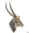 waterbuck.jpg