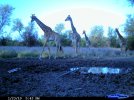 giraffe trail camm.jpg