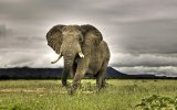 African_Bush_Elephant.jpg