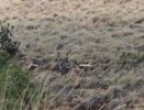 Kudu Bull.jpg