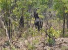 variousfinnsbushbuck569_zpse5d02793.jpg