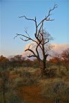 Otavi Burns.jpg