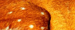 bushbuck cape.JPG