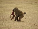 mary-ann-mcdonald-olive-baboon-carrying-an-antelope-kill-in-its-mouth-papio-anubis-nakuru-kenya.jpg