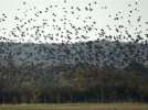 bird-hunting-argentina.jpg