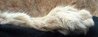 Karoo caracal frt foot sideview_zpsckhhr50y.jpg