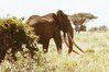 Marsabit-National-Park_Ahmed-the-elephant.jpg