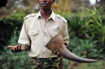 The antipoaching fight to ensure survival of Africa's rhinos,a fight with no end nor much hope i.jpg