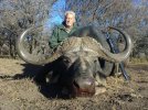 Cape Buffalo at Huntershill.jpg