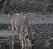 broken horn kudu (1024x957).jpg